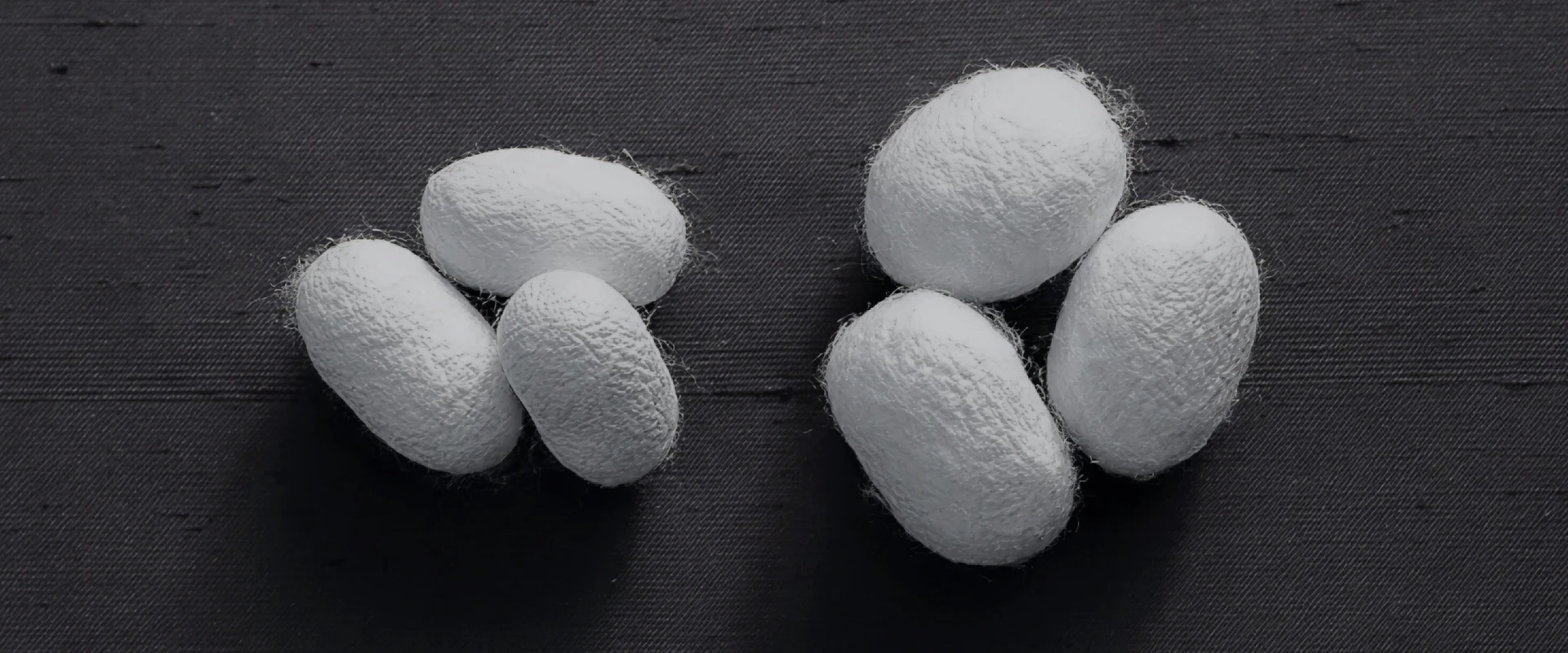 黒い布の上に大小の白い繭が並び、右側の大きな繭は二頭の蚕が一緒に作る玉繭として置かれている写真。繭の表面の細かな繊維がはっきりと写り、質感の違いが際立っている。